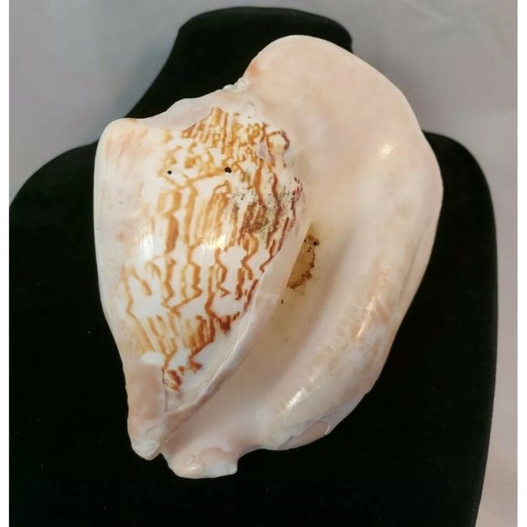 SEA SHELL. Calcified fossil, 140mm x 120mm. GIANT SHELL 1.6lb-611gr - Picture 6 of 8